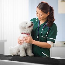 small white dog on vet exam table 279 canva