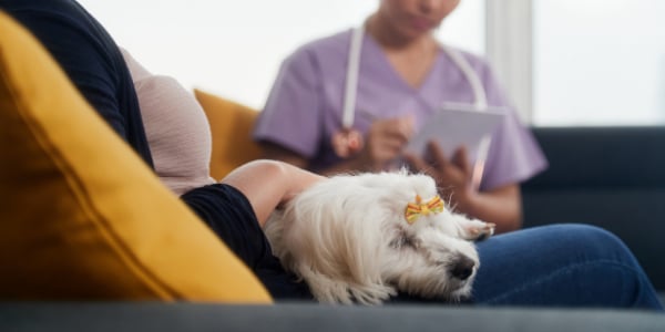 small white dog sitting in owners lap while owner talks to veterinarian