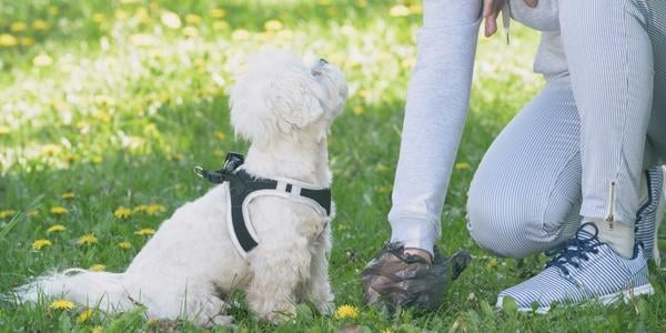 small white dog watching owner pick up their poop 600 canva