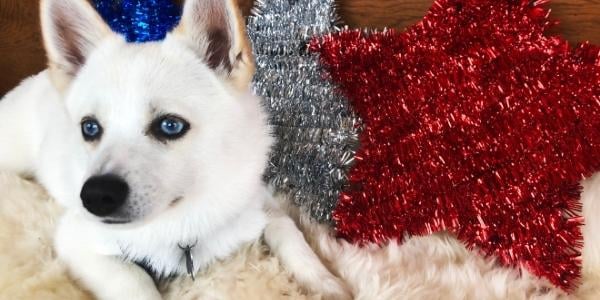 small white dog with blue eyes resting in front of red white and blue 4th of July star decorations