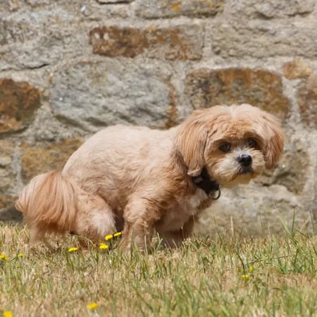 small dog pooping in a yard