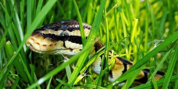 snake hiding in the grass