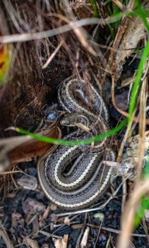 snake hiding in yard