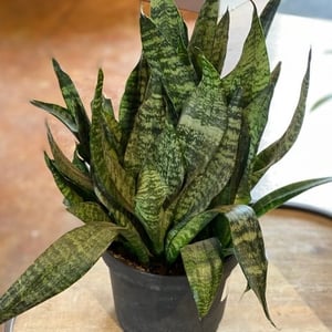 snake plant toxic to cats