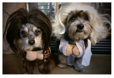 snooki and marilyn monroe dog costumes