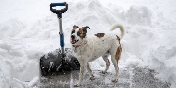snow ice melter and dog toxicity