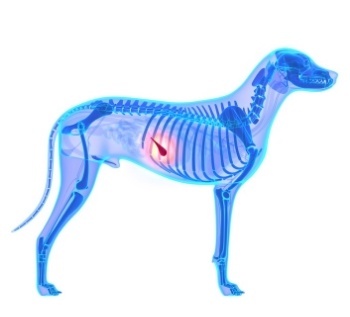 Where a dog's pancreas is on x-ray
