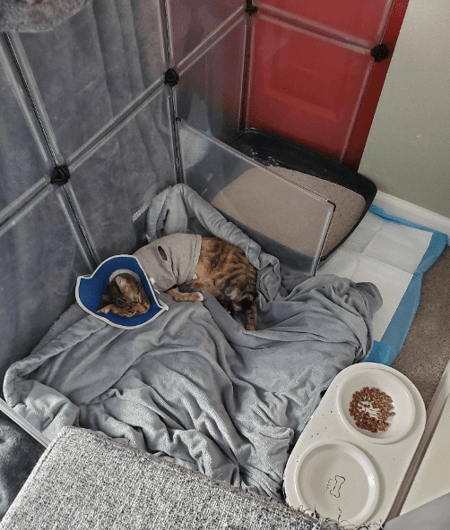 songmics used to create high wall for Bettinas makeshift recovery enclosure with one panel used to separate litter from bed area