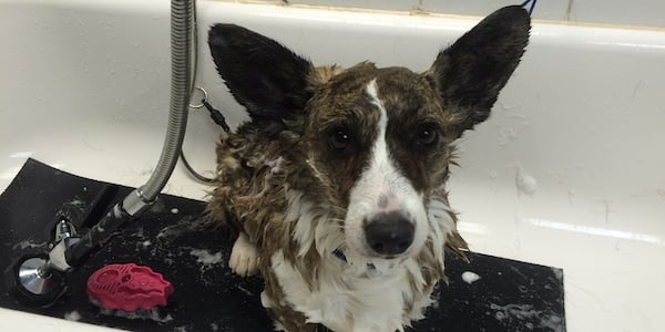 cardigan corgi in bathtub