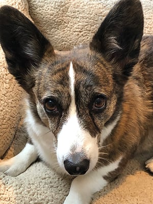 upright dog ears on cardigan corgi