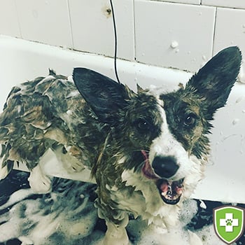 sookie-in-bath
