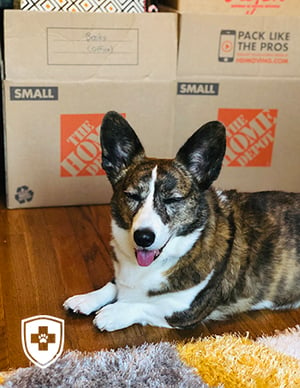 Sookie on moving day in front of boxes