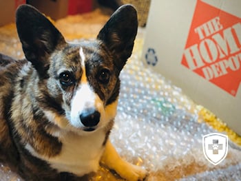 sookie on bubble wrap on moving day