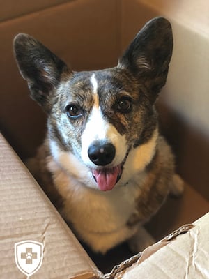 sookie in box on moving day