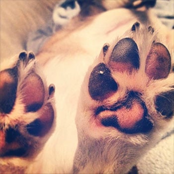 close up of dog's paw pads pink and black