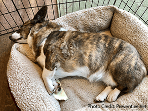 authors dog Sookie sleeping comfortably in her pen