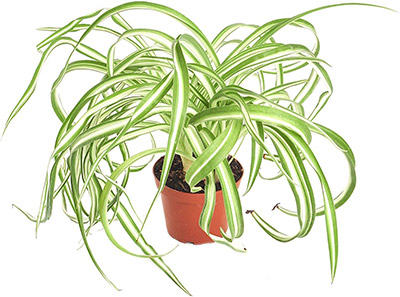 spider plant safe for pets