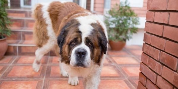 st bernard dog with a barrel chest