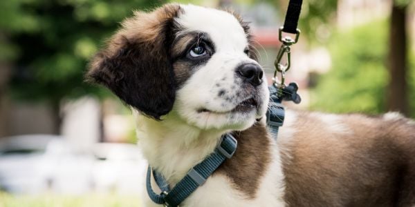 st bernard mix puppy walking on harness