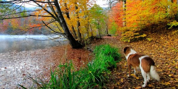 st bernard on a walk through the woods with mountains