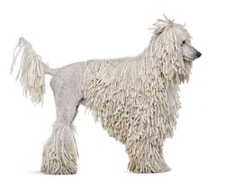 standard white poodle with a corded coat