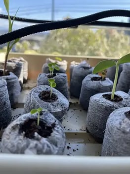 starting seeds in coconut coir plugs in tray