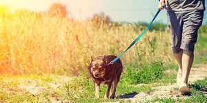 storyblocks-a-man-with-a-dog-on-a-leash-walks-along-a-country-road-near-a-wheat-field-in-summer_SLx9dL9wkG