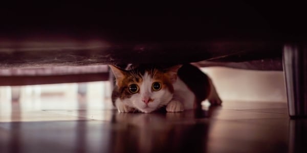 stressed cat hiding under a bed