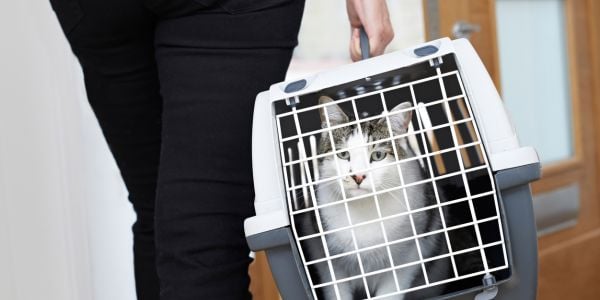 stressed cat in a carrier at the vet