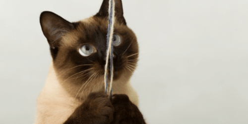 string dangerous for cats