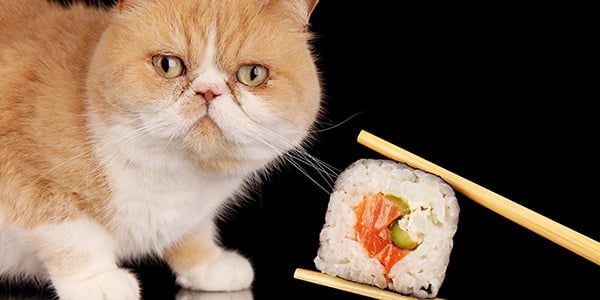 sushi is not for cats