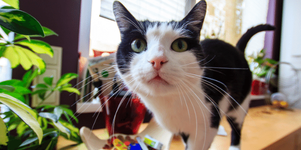 sweet long whiskered black and white shorthair cat