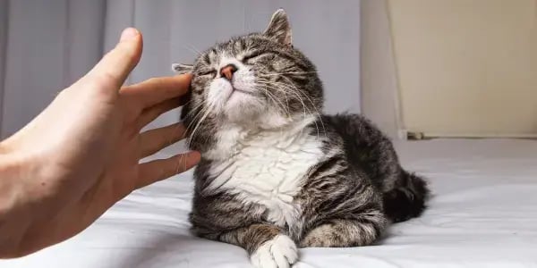 sweet older cat getting pet on the head