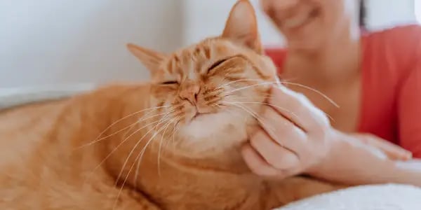 sweet orange Garfield-like cat enjoying a face rub