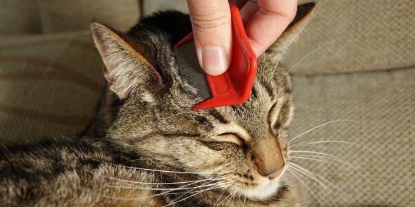 tabby cat being combed with a flea comb