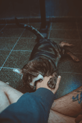 tabby cat biting mans hand