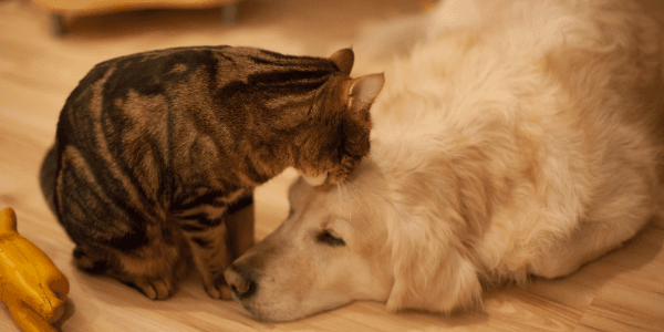 tabby cat licking the top of golden retriever dog head