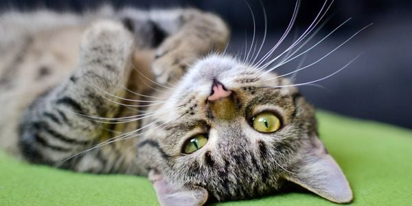 tabby cat lying upside down looking cute