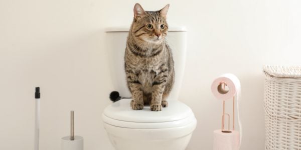 tabby cat sitting on the lid of a toilet-shutter