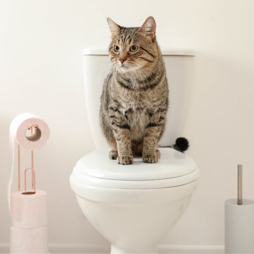 tabby cat sitting on top of the toilet