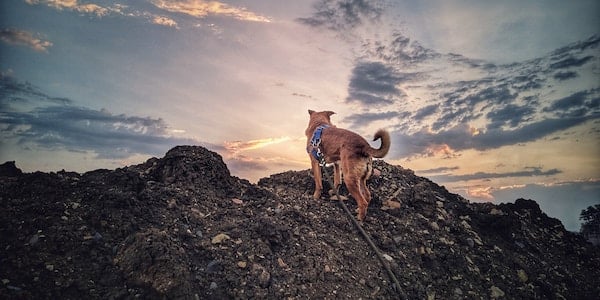 tan dog on long leash hike overlooking sunset