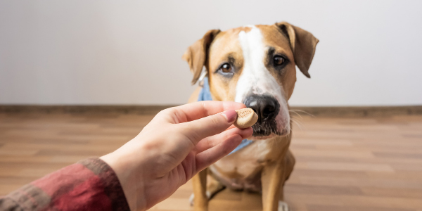 tan dog with white stripe bully mix sniffing treat in persons hand