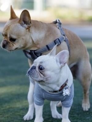 tan french bulldog mounting smaller white bulldog