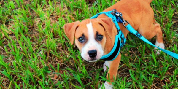 Benefits and Advantages of Front-Attaching Harnesses for Dogs - PetHelpful