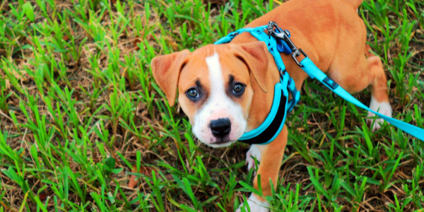 tan puppy with white face and paws wearing a bright blue harness