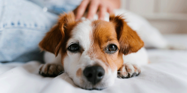 teach your dog how to enjoy being alone