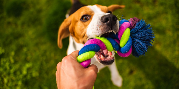 Dangerous Toys To Keep Away From Your Pet