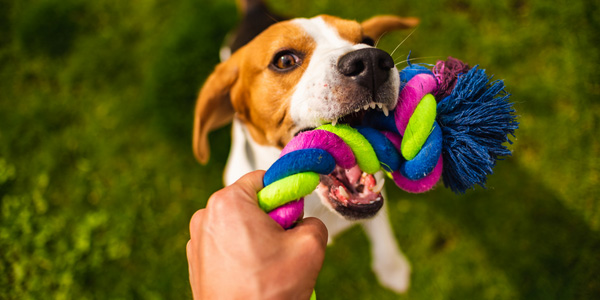 teaching dog safe tug with toy