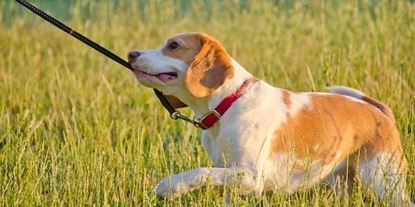 teenage hound dog chewing on leash