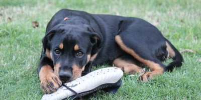 teenage rottweiler chewing on shoe